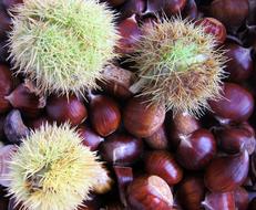 harvest of brown chestnuts