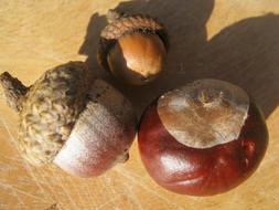 Brown Chestnut Acorns