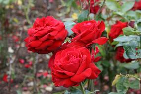 impressively beautiful Red Rose Flower