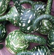 Pumpkin Gourd Harvest