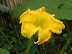 Pumpkin Blossom Harvest