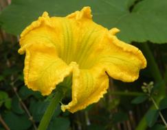 Pumpkin Blossom Harvest