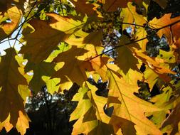 Leaves Autumn Emerge