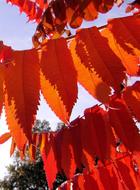 Rhus Colorful Autumn