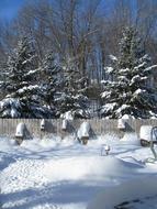 Pine Trees And Snow