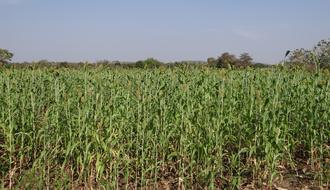 Sorghum Jowar Cereals field