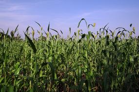 Sorghum Jowar Cereals