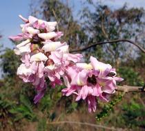 Gliricidia Sepium Mexican Lilac