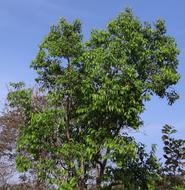 Syzigium Cumini Jamun Tree