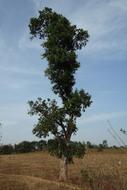 Racemosa Cluster Fig Ficus Tree