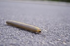 Centipedes Worm