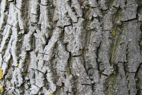 Tree Bark Wood