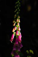 absolutely beautiful Foxglove Flower