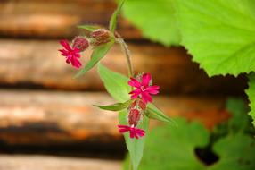 fabulous Flower Green Red