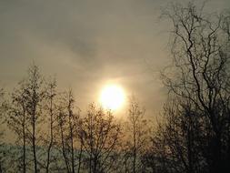 trees and sun in the morning haze