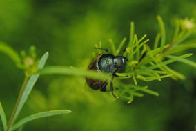 Beetle Water Grass