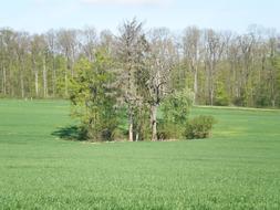 Tree Arid Grove Of Trees