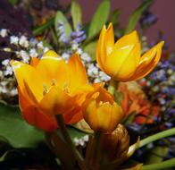 Flower orange yellow