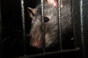 Rat Nager Rodent