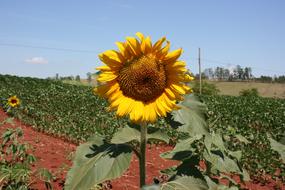 fabulous Sunflower Blue Sky