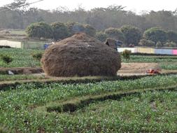 Haystack Residue in India