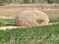 Haystack Hay Harvest