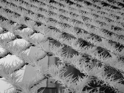 Fence Frost Thorns