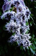 frost on the branches of a plant in a fierce winter