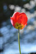 impressively beautiful Tulip Red Field