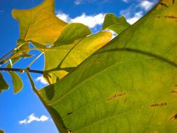 Autumn Leaves and Blue Sky