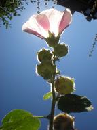 Flower Pink Solar blue sky