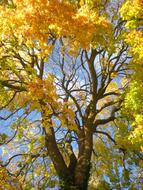 Autumn Yellow Orange