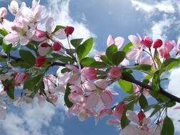 Cherry Blossom Spring flowers white sky