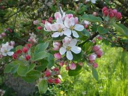 blooming branch of Apple tree in garden