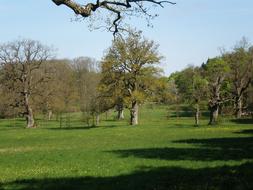 Oak Grove Trees