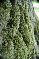 Moss The Bark