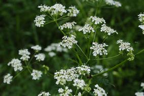 Foliage Flowers Summer