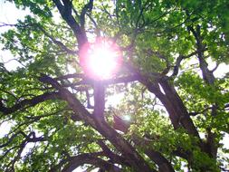 Tree Sun Green