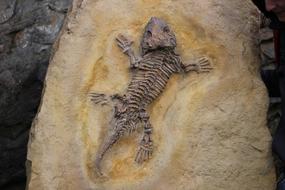 Fossils Bone Lizard