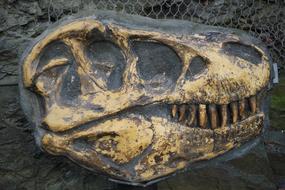 ancient Tyrannosaurus Bone Fossil