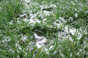 Green Grass Lawn