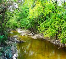 Stream River Trees