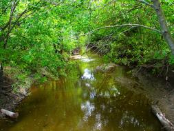 Stream River Trees