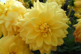 Dahlia, fluffy Yellow Flowers close up