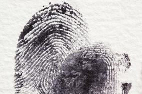 Daktylogramm Papillary Fingerprint