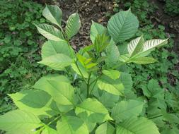 The Green Leaves in forest