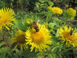 Bee Flowers