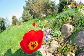 incredibly beautiful Garden Poppy