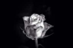 Rose Blossom black and white