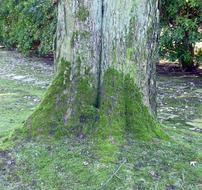 Tree Moss Bark